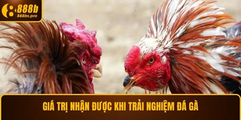 Giá trị nhận được khi trải nghiệm đá gà