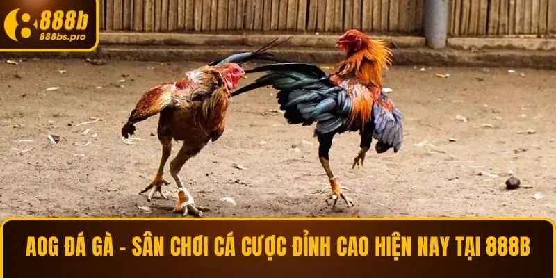 AOG đá gà