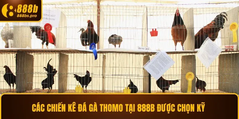 Các chiến kê đá gà Thomo tại 888B được chọn kỹ